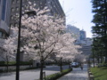 [日本橋][さくら]本石町日銀本店前