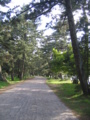 [京都]京都府宮津市天橋立