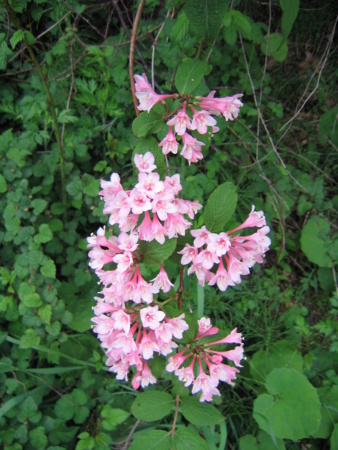 20100510073926
