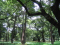 大宮公園