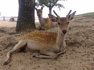 f:id:gustav5:20100817115058j:image