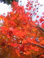 [紅葉]