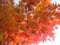 [紅葉]