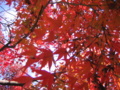 [紅葉]