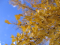 [千代田区]行幸通