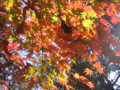20101127130647