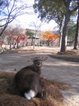 f:id:gustav5:20101210113700j:image
