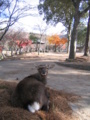 [奈良]東大寺