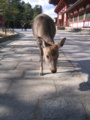 [奈良]東大寺