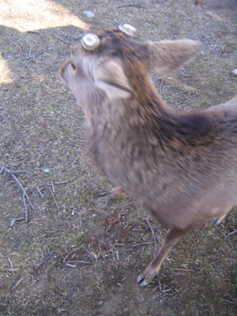 f:id:gustav5:20110219100351j:image