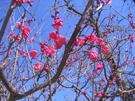 f:id:gustav5:20110221133332j:image