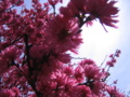 [もも]キクモモ