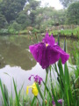 [文京区]新江戸川公園