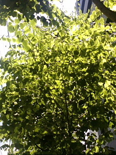 f:id:gustav5:20110629123824j:image