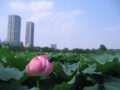 [台東区]不忍池