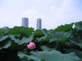 [台東区]不忍池