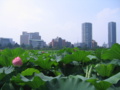 [台東区]不忍池