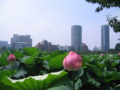 [台東区]不忍池