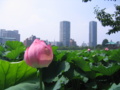 [台東区]不忍池
