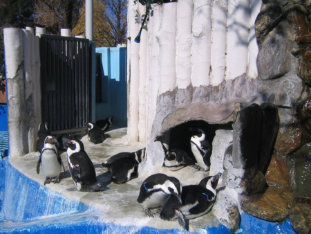 上野動物園ケープペンギン