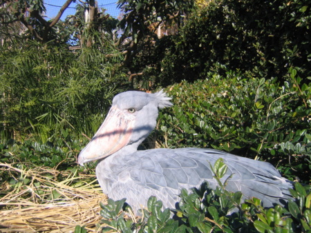 上野動物園のハシビロコウ