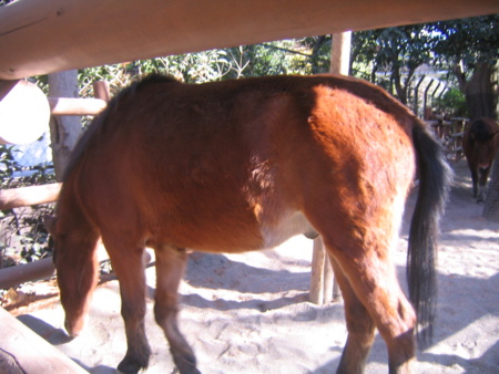 上野動物園の日本在来馬