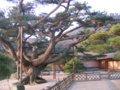 [四国]栗林公園