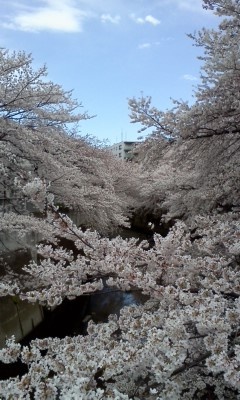 早稲田(神田川べり）