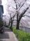 早稲田(神田川べり）