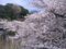 早稲田(神田川べり）