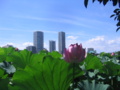 [台東区]不忍池