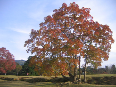 飛火野