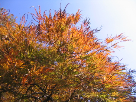 f:id:gustav5:20131117112052j:image