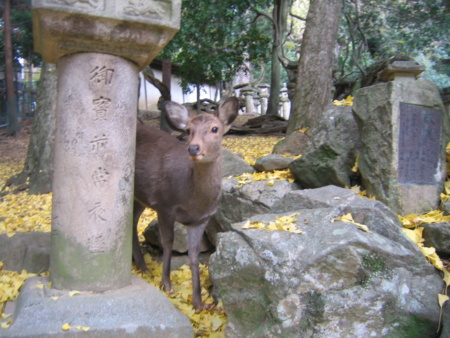 f:id:gustav5:20131208141114j:image