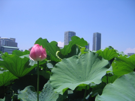 不忍池