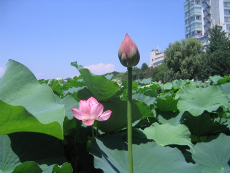不忍池