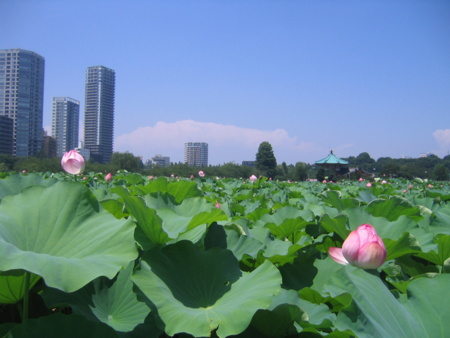 不忍池