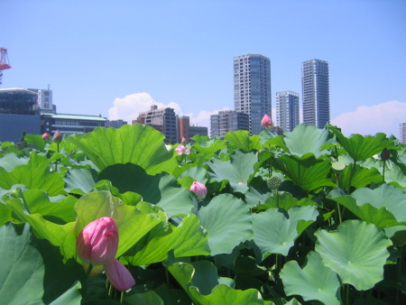 不忍池