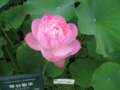 琴台歌手