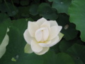 清月蓮
