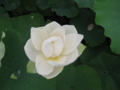 清月蓮