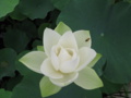 白光蓮