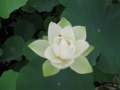 白光蓮