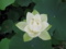 白光蓮