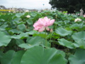 生態調和農学機構蓮見本園