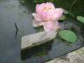 小酔仙