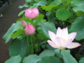 小寿星