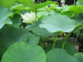 輪王蓮