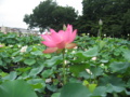 生態調和農学機構蓮見本園（田無）
