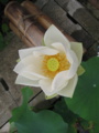 明珠
